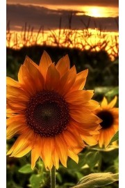 Sunflowers2 - My时装实拍 - 