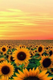 Sunflowers - Moj look - 