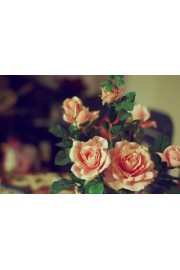 Roses - Mis fotografías - 