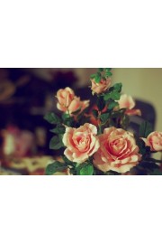 Roses - My photos - 