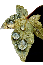 goutte feuille - Moje fotografie - 