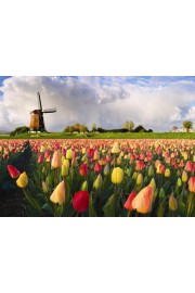 tulipani - Moje fotografie - 