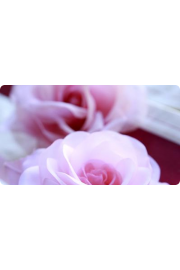 rose - My photos - 