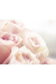 Roses - Moje fotografie - 