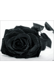 Crna ruža - My photos - 