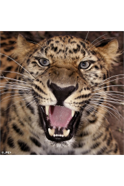 Leopard - Mie foto - 