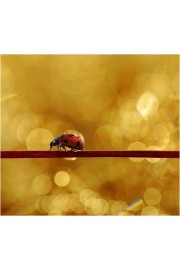 Bug in Beautiful Pictures For  - Mie foto - 