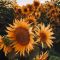SunflowerBug